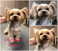 four different pictures of a small dog sitting on top of a metal table with the caption grooming by delsey