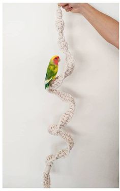 a bird sitting on top of a white rope next to a person's hand