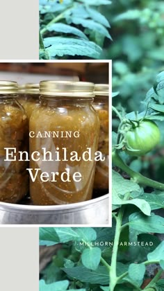 three jars filled with pickled vegetables sitting on top of a plant next to leaves