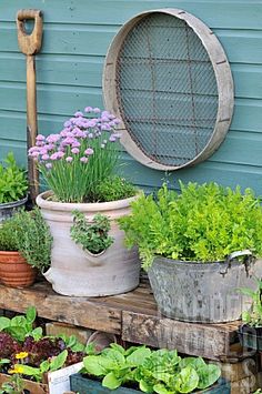 an assortment of potted plants sitting on a wooden shelf in front of a house