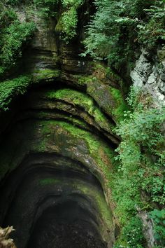 a narrow tunnel in the middle of a forest filled with trees and plants, surrounded by lush green foliage