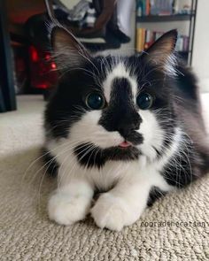 a black and white cat sitting on the floor