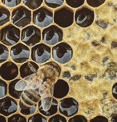 a bee is sitting on the honeycombs