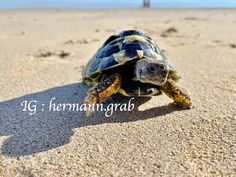 a small turtle walking across a sandy beach