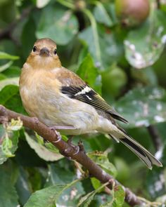 a small bird perched on top of a branch in a tree filled with green leaves