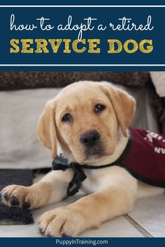 a dog laying on the floor with its paw up to it's face and text overlay that says how to adopt a retired service dog