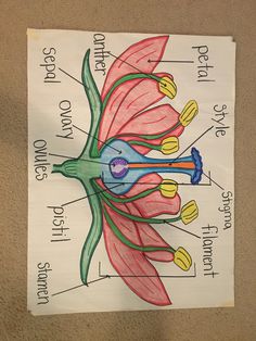 a diagram of the parts of a flower on a piece of paper that is attached to a bulletin board