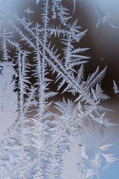 frosted plants are seen in the window