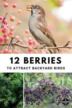 the birds are eating berries from the tree and on the branch, with text overlay that reads 12 berries to attract backyard birds