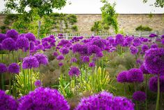 purple flowers are in the middle of a field