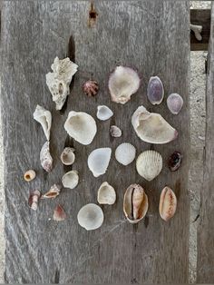 sea shells are arranged on a wooden surface