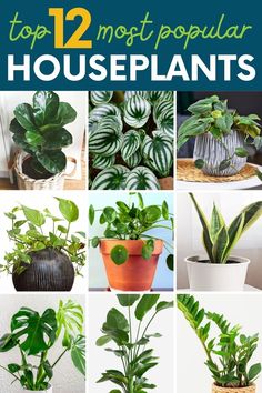 the top 12 most popular houseplants in this post are plants and potted plants