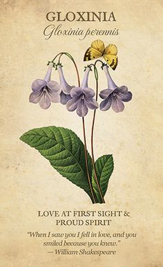 the front cover of gloxinia's love at first sight and proud spirit