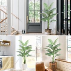 four different pictures of plants in pots and on the wall, next to an open door