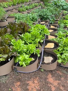 many different types of plants in pots on the ground