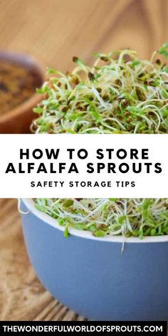 If you're a fan of alfalfa sprouts, you know they are a delicate vegetable that requires proper storage to keep them fresh and delicious. Storing alfalfa sprouts properly can help extend their shelf life and maintain their nutritional value. Let's discuss how to store alfalfa sprouts to keep them fresh for longer. How To Grow Alfalfa Sprouts At Home, Sprouts Recipes Alfalfa, How To Store Sprouts, Sprouts Benefits, Microgreens Recipe