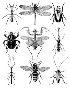 six different types of bugs, vintage line drawing or engraving illustration