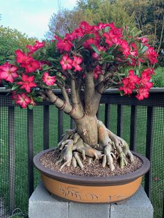 a bonsai tree with pink flowers growing in it's potted planter