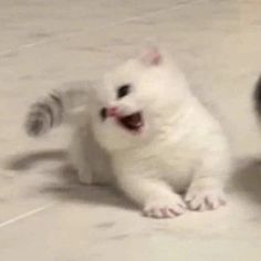 a white cat sitting on the floor with its mouth open