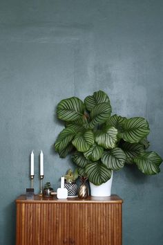 a green plant sitting on top of a wooden table