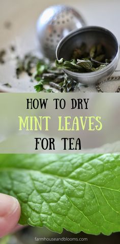 two pictures, one of dried mint leaves and a tea ball, and one of a green mint leaf Dry Mint Leaves, Mint Tea Recipe, Dehydrating Food Storage, Drying Mint Leaves, Fresh Mint Tea, Tea Blends Recipes, Mint Herb, Herbal Tea Garden