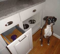 a brown and white dog standing in front of a kitchen cabinet with its food drawer open