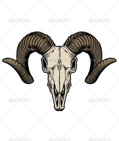 a ram skull with long horns on a white background