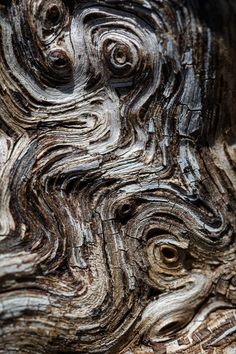 closeup of the wood grains on an old tree trunk, which has been deformed