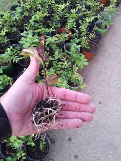 a hand is holding up a plant with roots in it's palm, which is surrounded by potted plants