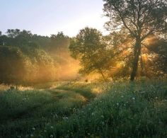 the sun shines brightly through the trees and grass in this field, as it is surrounded by wildflowers