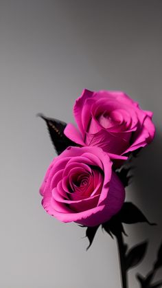 two pink roses sitting on top of a table