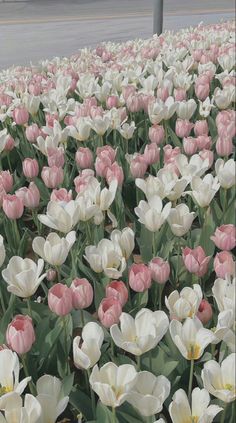 many pink and white tulips in a field