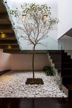 a small tree in the middle of a room with rocks on the floor and stairs