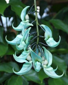 the blue flowers are blooming on the tree