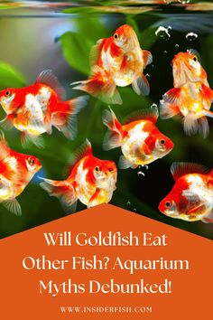 goldfish in an aquarium with the words will goldfish eat other fish? aquarium myths debunked