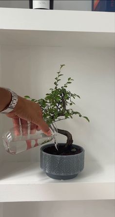 a person is watering water from a potted bonsai tree in a white shelf