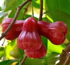 some red fruit hanging from a tree branch