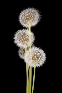 three white dandelions are in front of a black background and one is upside down