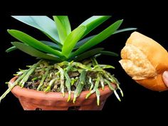 a hand is holding a plant in a clay pot