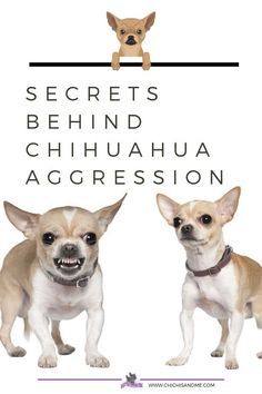 two small dogs standing next to each other with the words secrets behind chihuahua aggression on them