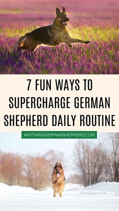 7 Fun Ways To Supercharge Their Daily Routine Special Words, Four Legged, Daily Routine, German Shepherd, Puppies