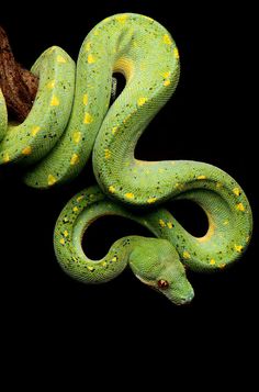 a green snake with yellow spots on it's head and tail, curled up against a black background