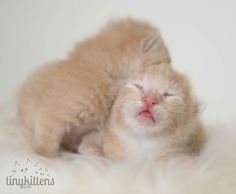 two small kittens cuddle together on a fluffy white surface with their eyes closed