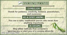 the meaning of praying mantis on a green background with an image of a praying mantis