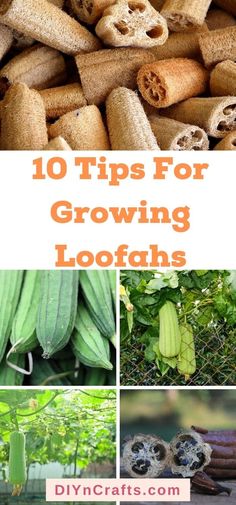 the top ten tips for growing loofans and how to use them in your garden