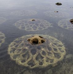 Undulating, organic shapes of concrete that offer small caves, tunnels, and hiding spaces for shellfish, octopus, sponges, coral, and other creatures. Habitat Destruction, Marine Ecosystem, Colossal Art, Aquatic Life, Marine Environment, Have Inspiration, Visual Culture, Oyster Shells, Design Lab