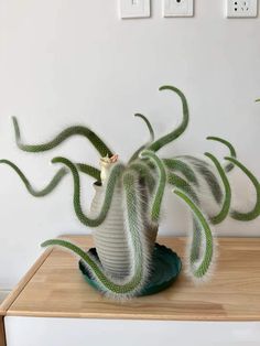 a green and white plant sitting on top of a wooden table next to two pictures