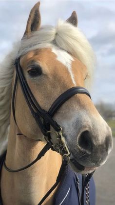 a close up of a horse wearing a bridle on its head and neck