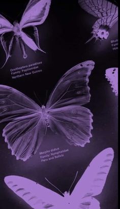 butterflies are shown in purple and black with white markings on the wings, which appear to be different types of moths