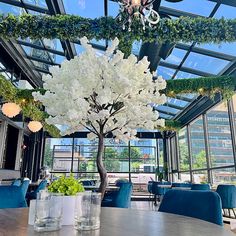 an indoor dining area with blue chairs and white flowers in vases on the table